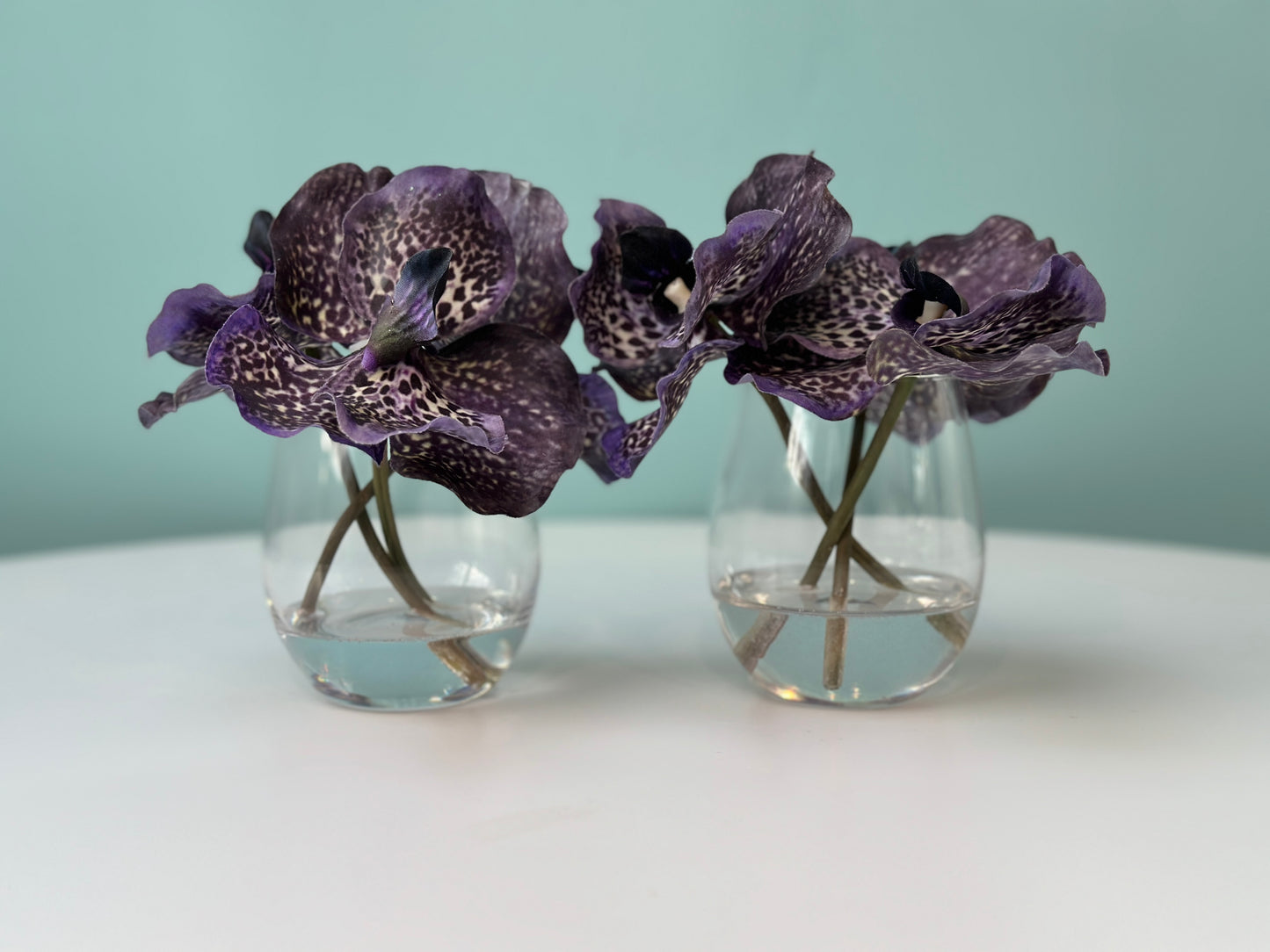 Rare Blue Vanda's