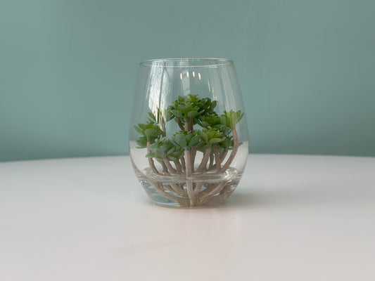 Mini RainForest