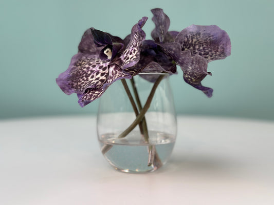 Rare Blue Vanda's